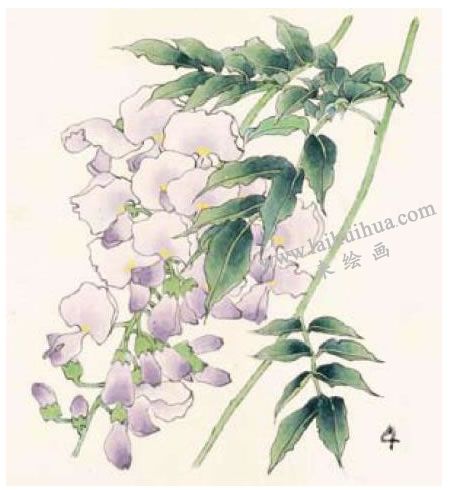 紫藤的工笔画法步骤04