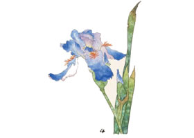 鸢尾工笔画法（一）