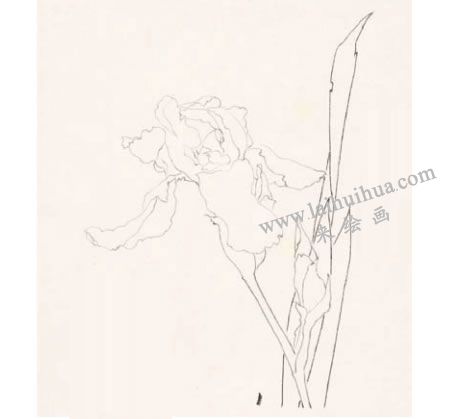 鸢尾工笔画法步骤01