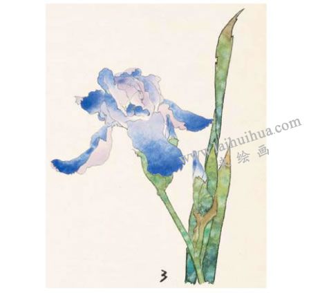 鸢尾工笔画法步骤03