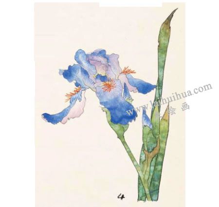 鸢尾工笔画法步骤04