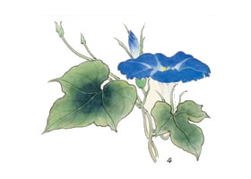牵牛花的工笔画法步骤