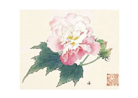 芙蓉的工笔画法步骤
