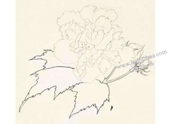 芙蓉的工笔画法步骤图示01