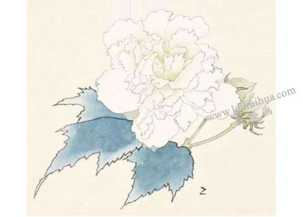 芙蓉的工笔画法步骤图示02