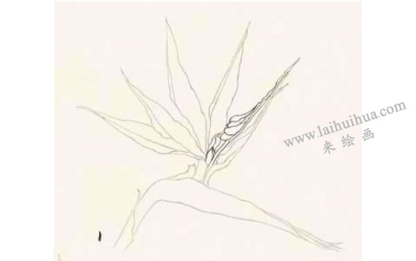 鹤望兰的工笔画法步骤图示01