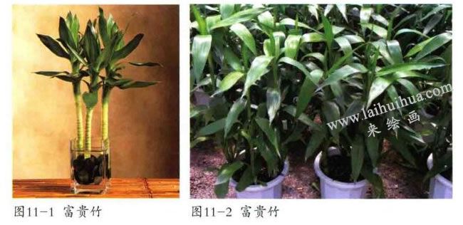 富贵竹实物图