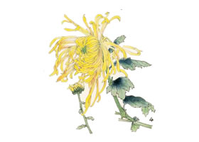 菊花的工笔画法（一）