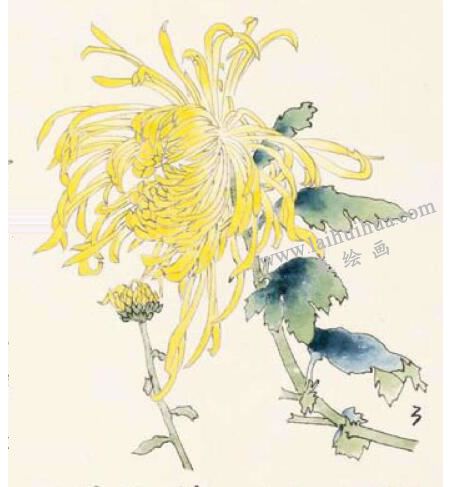 菊花的工笔画法步骤图示03
