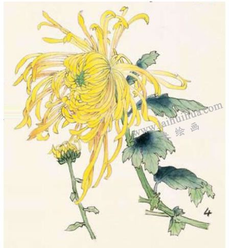 菊花的工笔画法步骤图示04