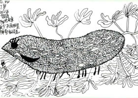 苦瓜线描画法步骤教学过程