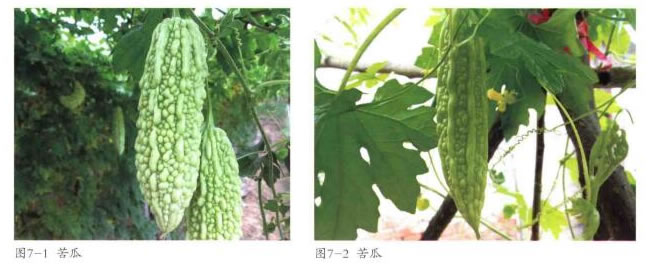 苦瓜实物图