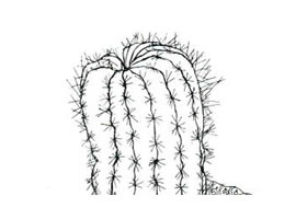 仙人球（柱）线描画法步骤教学