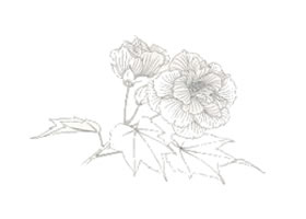 工笔花卉的写生方法