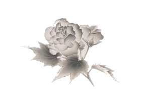 工笔画法套染（芙蓉）技法范例