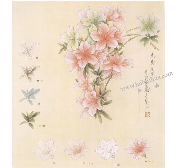 杜鹃花工笔画