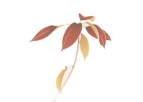 工笔花卉平涂技法（红叶）范例