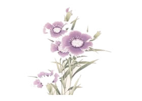 工笔花卉接染技法（石竹）范例