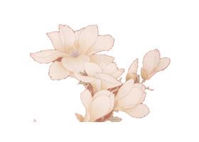 工笔花卉衬托技法（玉兰）范例