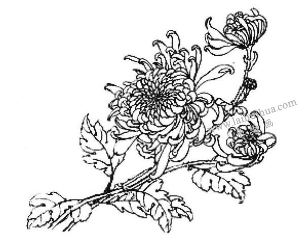 《赛牡丹》线描