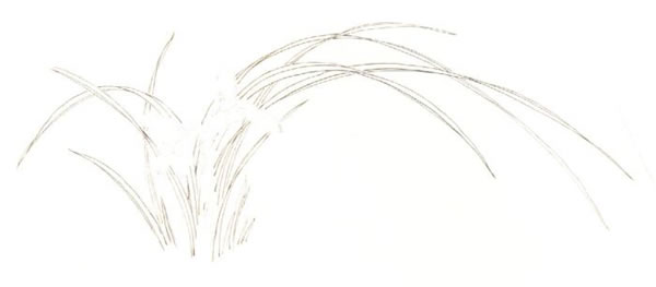 俞致贞《兰花》工笔画技法步骤01