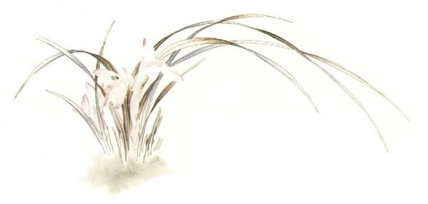 俞致贞《兰花》工笔画技法步骤03