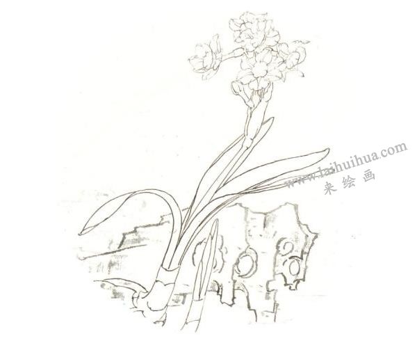 俞致贞《水仙》工笔画技法步骤01