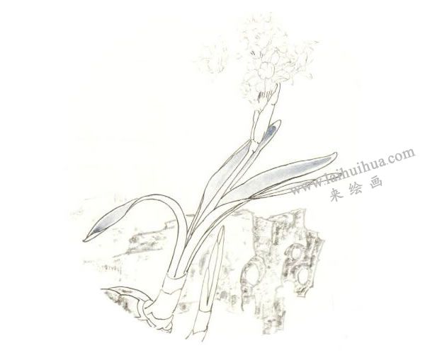 俞致贞《水仙》工笔画技法步骤02
