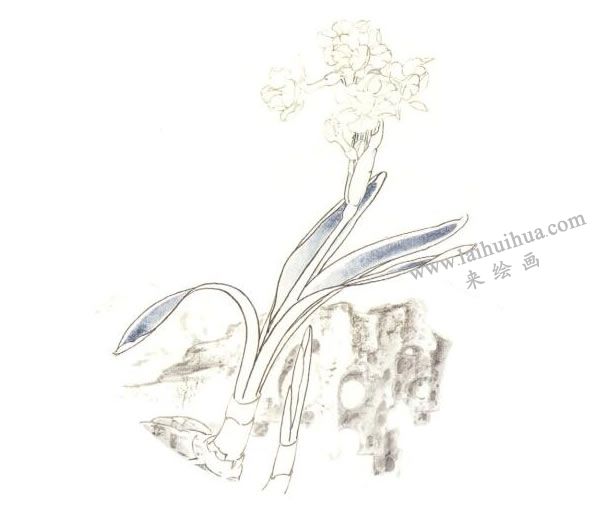 俞致贞《水仙》工笔画技法步骤03
