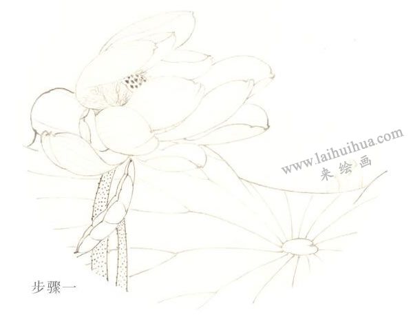 俞致贞《荷花》工笔画技法步骤01