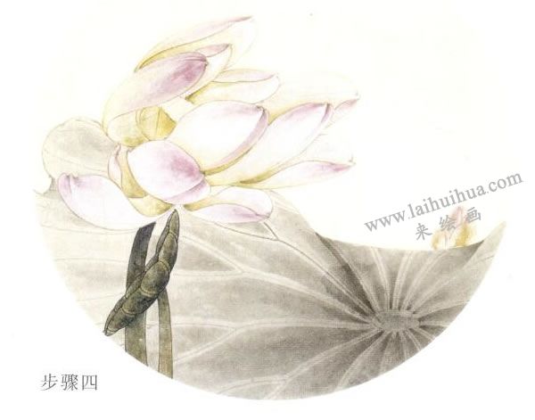 俞致贞《荷花》工笔画技法步骤04