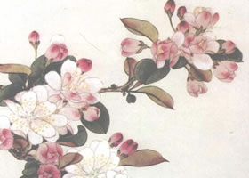 海棠花工笔画法（二）