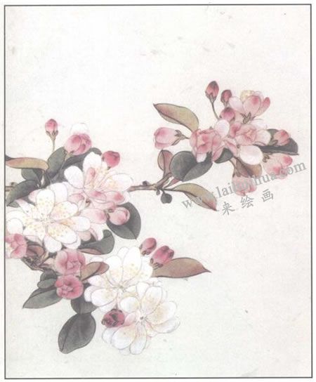 工笔花卉:海棠花的画法步骤03