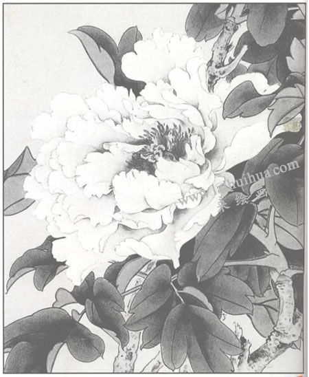 白牡丹的工笔画法步骤：染底色