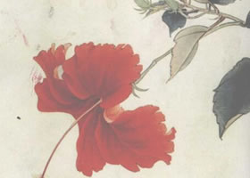 扶桑的工笔画法步骤