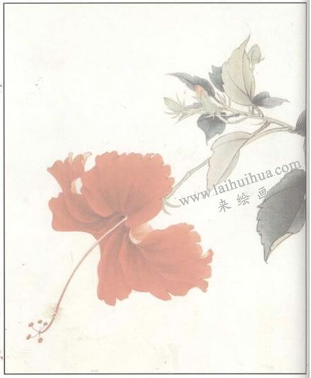 工笔花卉：扶桑的工笔画法步骤02