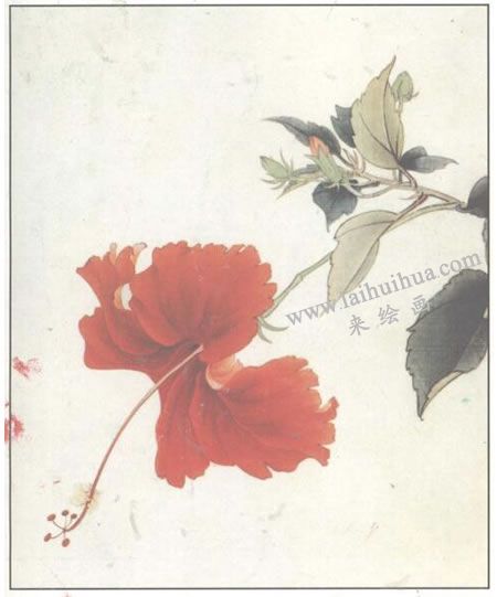 工笔花卉：扶桑的工笔画法步骤03