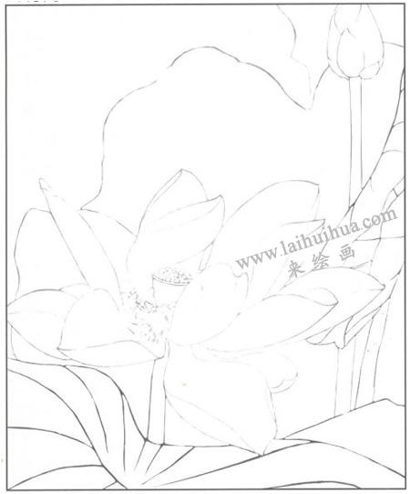 工笔花卉：白色荷花的工笔画法步骤（白描）