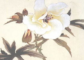 蜀葵花工笔画法步骤
