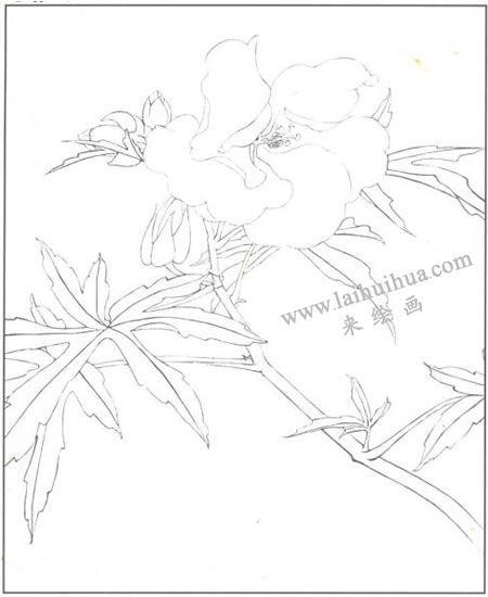 蜀葵花工笔画法步骤01
