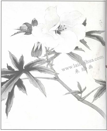 蜀葵花工笔画法步骤02