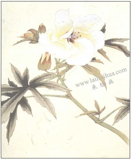 蜀葵花工笔画法步骤03