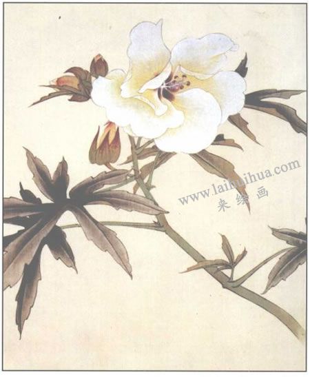 蜀葵花工笔画法步骤04