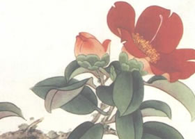 山茶花的工笔画法步骤
