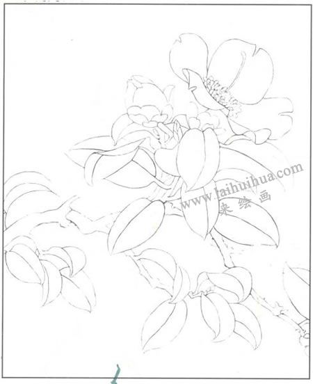山茶花的工笔画法步骤01