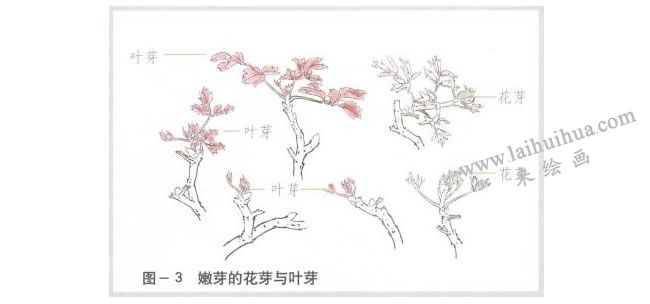 牡丹的叶芽