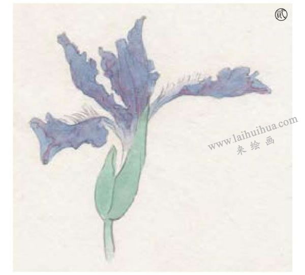 工笔百花之鸢尾工笔画法步骤02