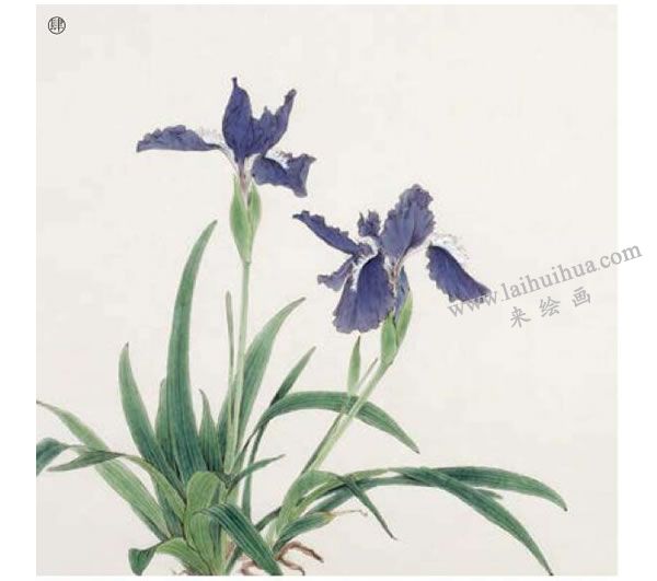 鸢尾工笔画法步骤范例04