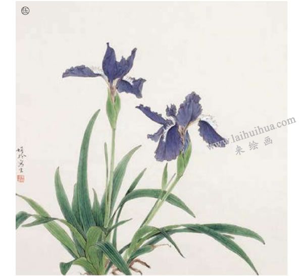 鸢尾工笔画法步骤范例05