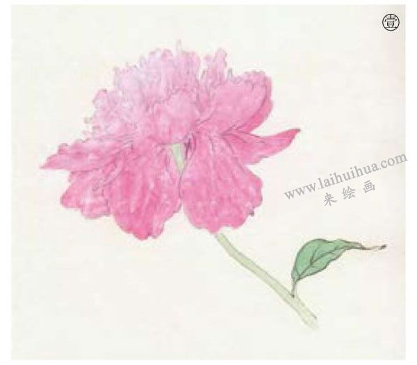 工笔花卉之芍药工笔画法步骤01